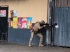  Policial 