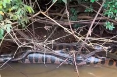  Sucuri gigante é flagrada ‘sesteando’ às margens do rio Dourados 