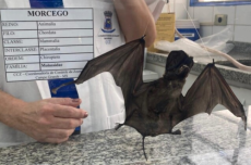  Campo Grande registra 10° caso de raiva em morcego, o segundo da semana 
