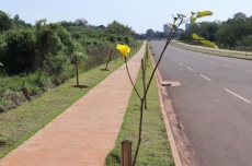  Avenida dos Ipês ganha árvores frutíferas e reforça novo corredor verde de Dourados 