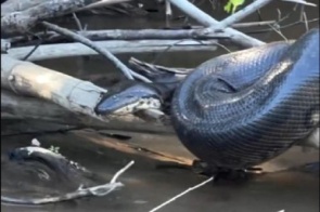 Sucuri gigante é flagrada 'tomando sol' em rio de MS