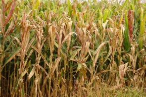 Praga do milho provoca prejuízo de R$ 33,6 bilhões por ano