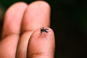 Jardim e Fátima registram mortes por chikungunya e chega a 10 em MS