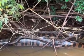 Sucuri gigante é flagrada ‘sesteando’ às margens do rio Dourados