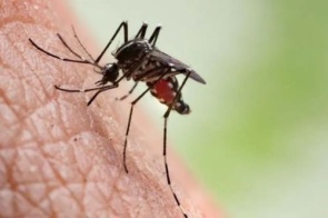 MS registra 11 mortes por chikungunya, e maioria das vítimas é indígena em Dourados