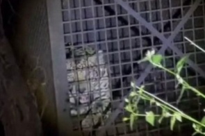 Onça-pintada é capturada em área urbana após ataques a animais em Corumbá