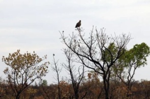 Novas tecnologias ajudam brigadistas a proteger o Cerrado de incêndios