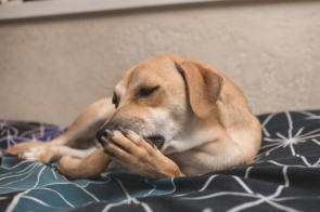 Seu cachorro não para de lamber a pata? O hábito pode indicar problemas