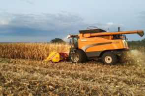 Colheita do milho acelera e chega a 15,8% da área plantada em MS
