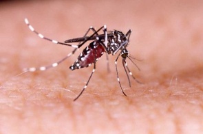 Ministério da Saúde alerta para risco de aumento da dengue com retorno do El Niño