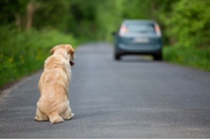 Motorista que abandonar animal poderá perder CNH por até 18 meses