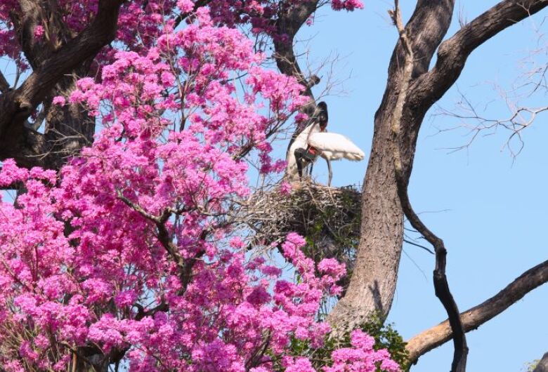 O subprograma integra o PSA Bioma Pantanal, com recursos do Fundo Clima Pantanal - Crédito: Saul Schramm/Divulgação