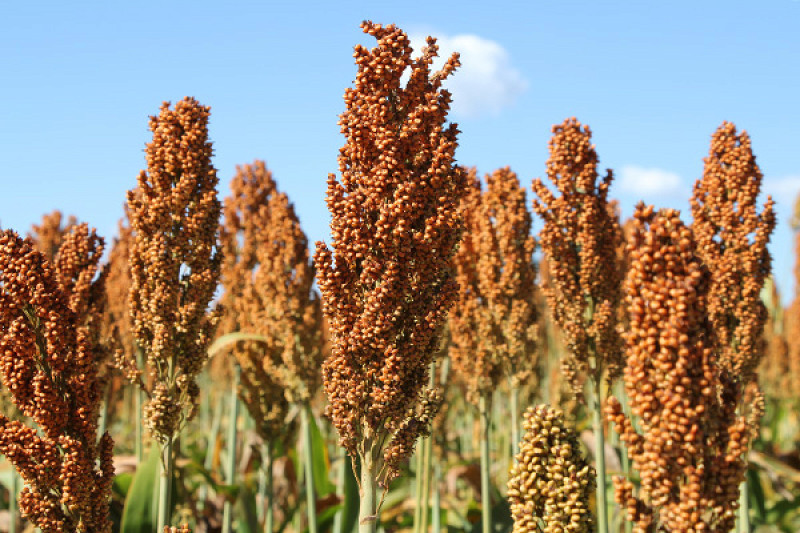 O sorgo é uma cultura de menor risco - Foto: Semadesc