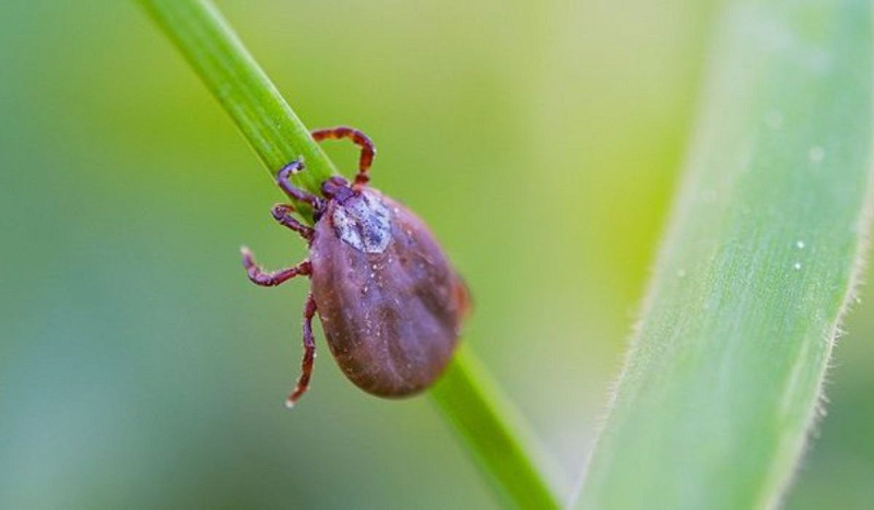 Febre maculosa é transmitida por carrapato. (Foto: Divulgação SES)