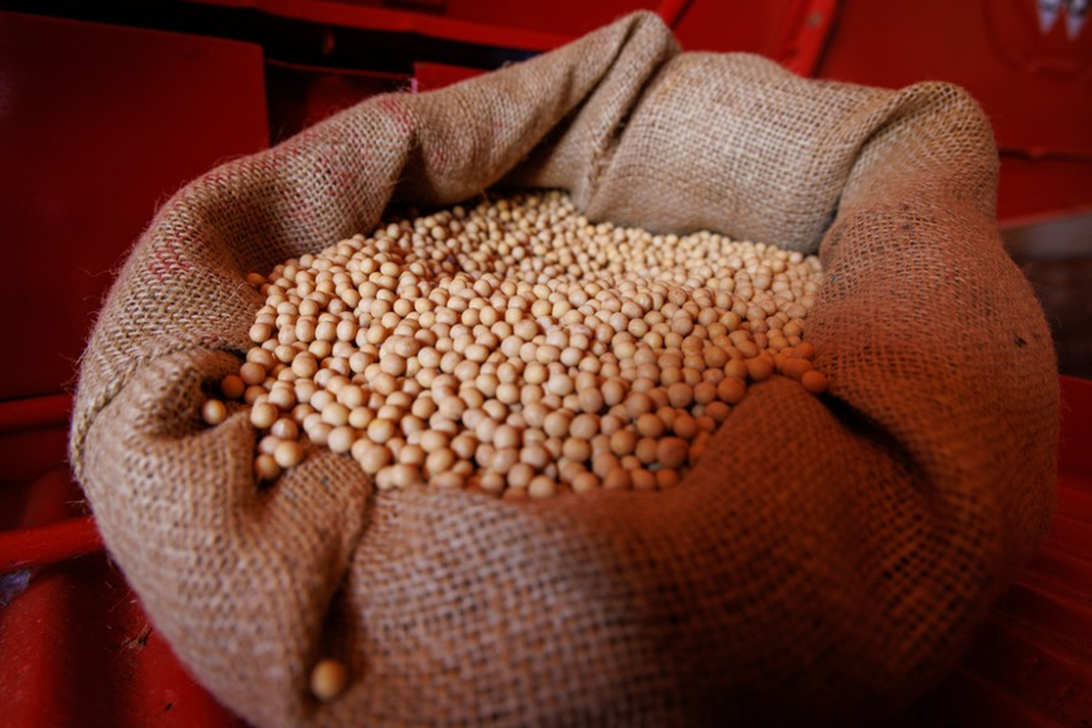 Saca da soja do milho sul-mato-grossense, que atualmente custa R$ 143. (Foto: Arquivo/Aprosoja)