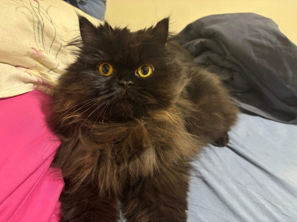 Moon é uma gata persa preta com olhos amarelos